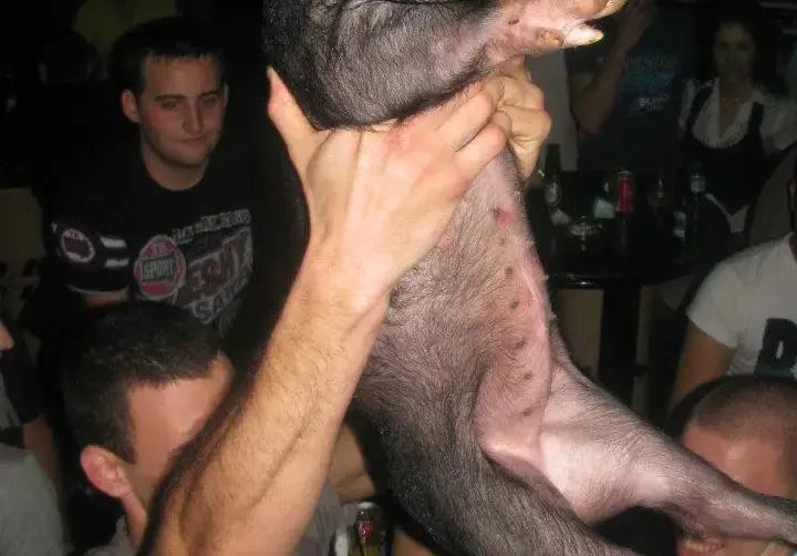 Скандал! Младежи убиха прасе в габровска дискотека по особено жесток начин (СНИМКИ)