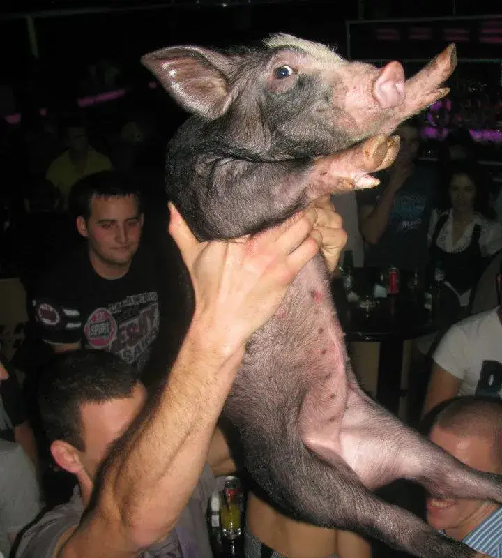 Скандал! Младежи убиха прасе в габровска дискотека по особено жесток начин (СНИМКИ)