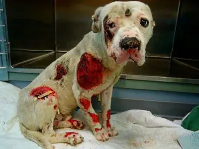 Боже, защо?!  Изроди се гаврят с беззащитни животни (НЕ ГЛЕДАЙТЕ СНИМКИТЕ!)