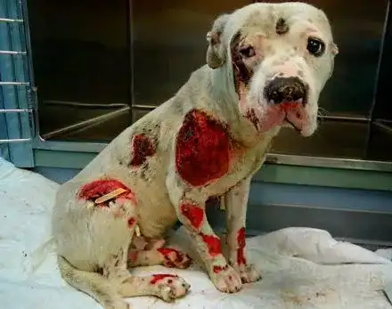 Боже, защо?!  Изроди се гаврят с беззащитни животни (НЕ ГЛЕДАЙТЕ СНИМКИТЕ!)