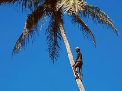 Вижте мъжа, който живее на дърво