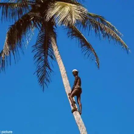 Вижте мъжа, който живее на дърво