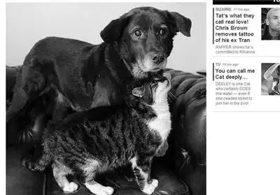 Коте е водач на сляпо куче