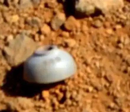 Марсоходът откри извънземен живот! (ВИДЕО)