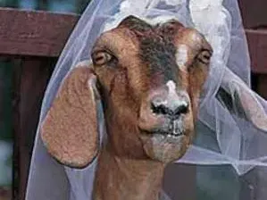 Вижте най-странните сватби на света