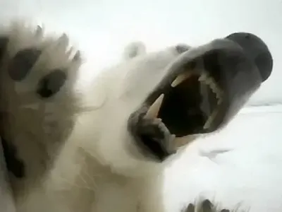 Виж какво е половинтонна мечка да те иска за обяд (УНИКАЛНО ВИДЕО)