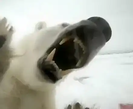 Виж какво е половинтонна мечка да те иска за обяд (УНИКАЛНО ВИДЕО)