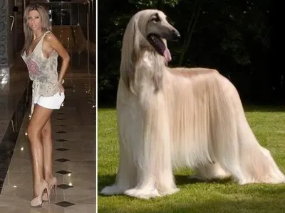 Певиците които приличат на кучетата си (ЗАБАВНИ СНИМКИ)