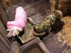Изненада! Вижте как ще живеят звездите в „Къртицата“ (ПЪРВИ СНИМКИ)