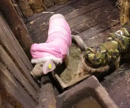 Изненада! Вижте как ще живеят звездите в „Къртицата“ (ПЪРВИ СНИМКИ)