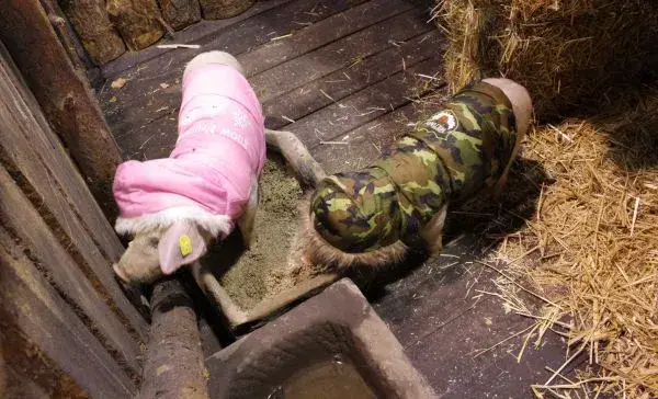 Изненада! Вижте как ще живеят звездите в „Къртицата“ (ПЪРВИ СНИМКИ)