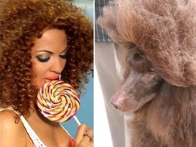 Певиците които приличат на кучетата си (ЗАБАВНИ СНИМКИ)