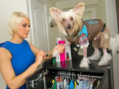 На това му се казва царски живот!  Вижте най-глезеното куче в света!