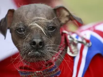 Вижте най-грозната кучка в света (СНИМКИ)