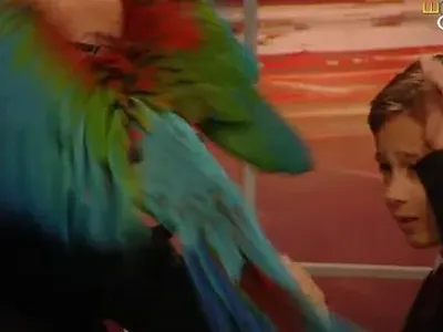 Слави повреди папагала си! (Арата не продумва, кълве гостите, агресивен е!)