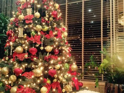 Коледен лукс! Антония Петрова с две елхи, Николета с оригинални фото играчки (Вижте украсите на звездите - СНИМКИ)