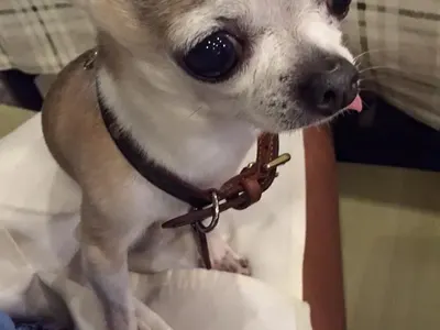 Мария вечеря с кучето си (Феновете й: Това е прекалено!)