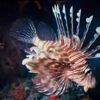 Мария Илиева отглежда риби убийци