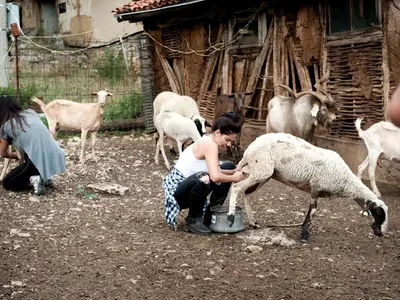 Ексклузивно! „Фермата“ размаза „ВИП Брадър“! (Първи данни + много снимки)