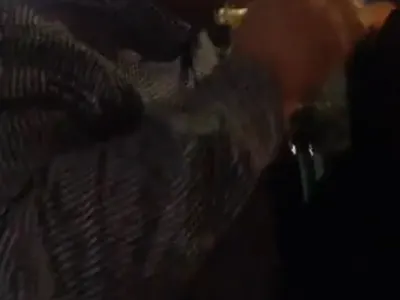 Скандално! Емилия пее на пияния Коко Динев! Бизнесменът пуши в лицето на сина си и го кара да тропа на барабанчета (Видео)