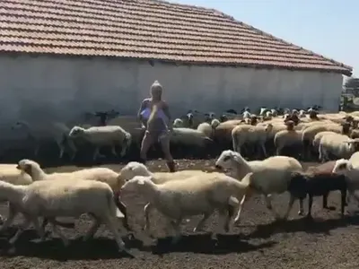 Кечистът Русев и съпругата му Лана доят крави в пловдивско село за американско реалити! Отпразнуваха 1 година от сватбата (СНИМКИ)