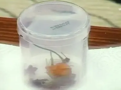 Мегз не може да бездейства, колекционира бубулечки!