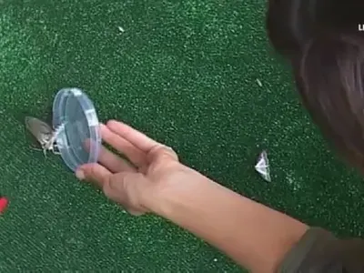 Мегз не може да бездейства, колекционира бубулечки!