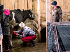 Кунг фу крава стряска „Фермата“