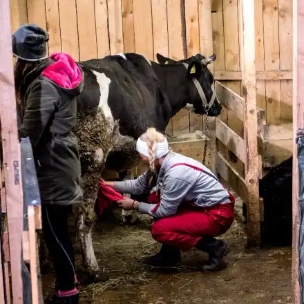 Кунг фу крава стряска „Фермата“