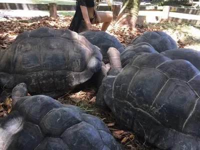 След ВИП Брадър: Джулиана Гани пръсна хонорара на Сейшелите