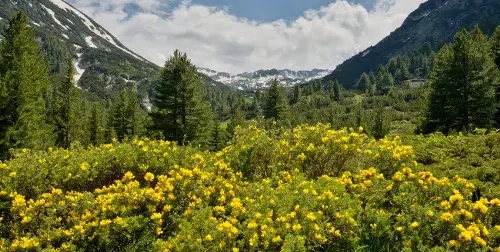 Green threats: „Environmentalists“ utilize millions to sabotage Bulgarian economic projects
