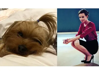 Питбул уби кучето на Гери Малкоданска