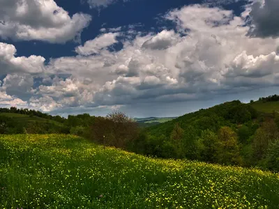 The Greens Disclaim the Big Lie for 48%?