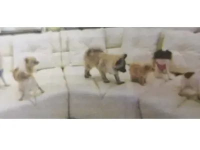 Шушана лае в дома на олигарха с бугатито! Вижте имението му за милиони, в което има 6 кучета и конюшна