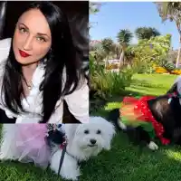 Внучето на Бойко с количка от Америка