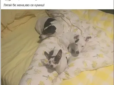 Катето Евро спи с 3 песа