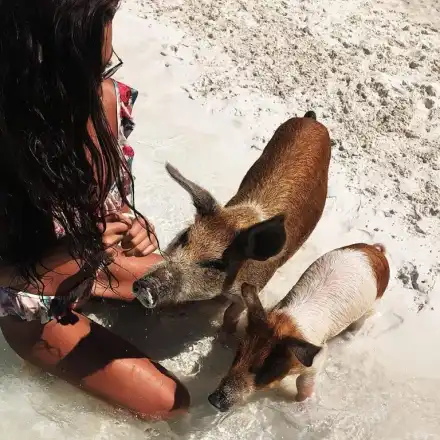 Николета предпочете прасетата на Бахамите пред компанията на Нора Недкова (СНИМКИ)