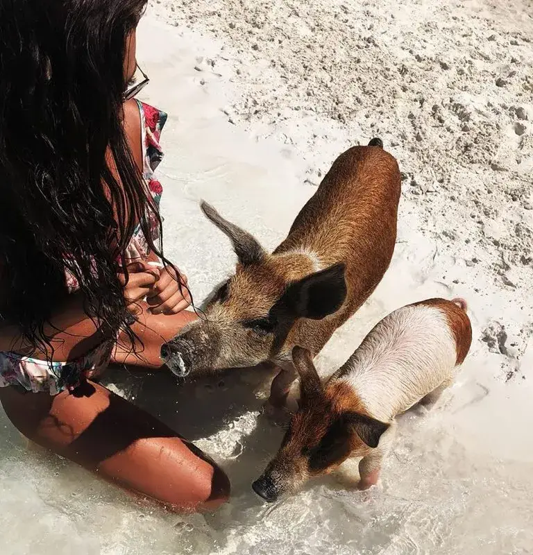 Николета предпочете прасетата на Бахамите пред компанията на Нора Недкова (СНИМКИ)