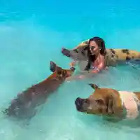 Николета предпочете прасетата на Бахамите пред компанията на Нора Недкова (СНИМКИ)