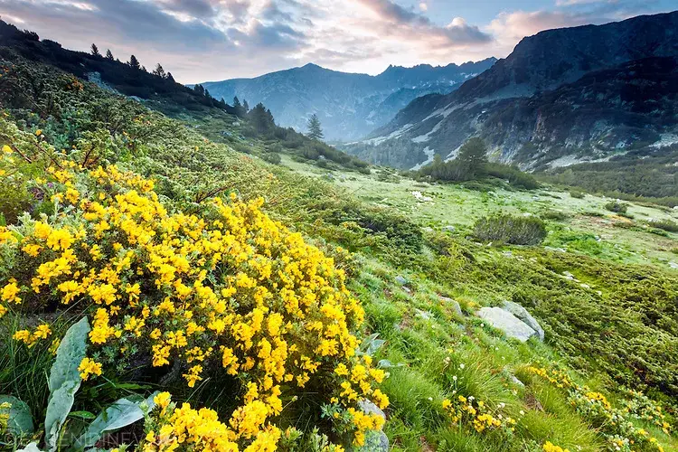 An. Todorov, the leader of the Green Party parliament party in Blagoevgrad lost the case against the journalist M. Dimitrova