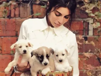 МЕГЗ разгневи организациите за бездомни кучета