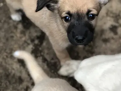 МЕГЗ разгневи организациите за бездомни кучета