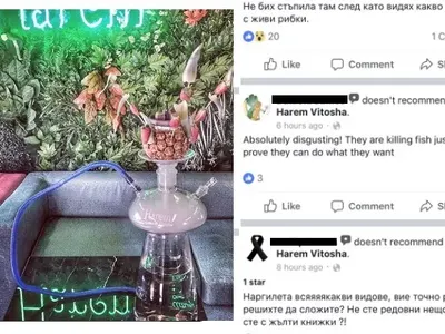 Уникална простотия! Скандален спонсор на плеймейтки пусна наргилета с живи риби! (Снимки и реакции)