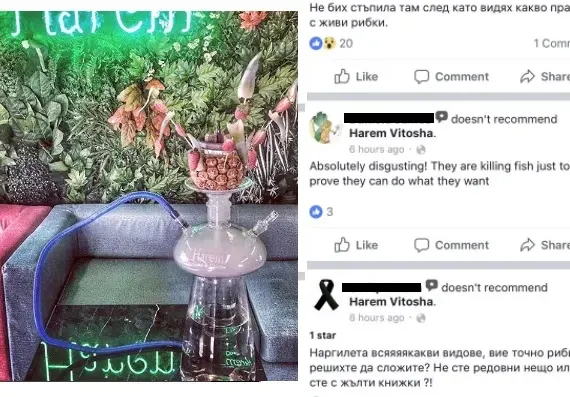 Уникална простотия! Скандален спонсор на плеймейтки пусна наргилета с живи риби! (Снимки и реакции)