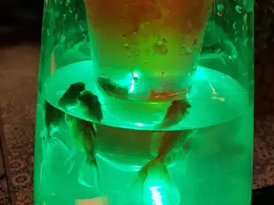 Уникална простотия! Скандален спонсор на плеймейтки пусна наргилета с живи риби! (Снимки и реакции)