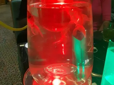 Уникална простотия! Скандален спонсор на плеймейтки пусна наргилета с живи риби! (Снимки и реакции)