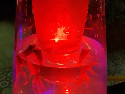 Уникална простотия! Скандален спонсор на плеймейтки пусна наргилета с живи риби! (Снимки и реакции)