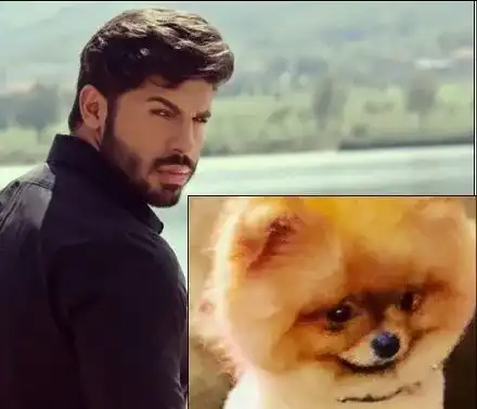 Кучето на Фики умря мистериозно