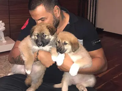 Азис превърна дома си в кучкарник