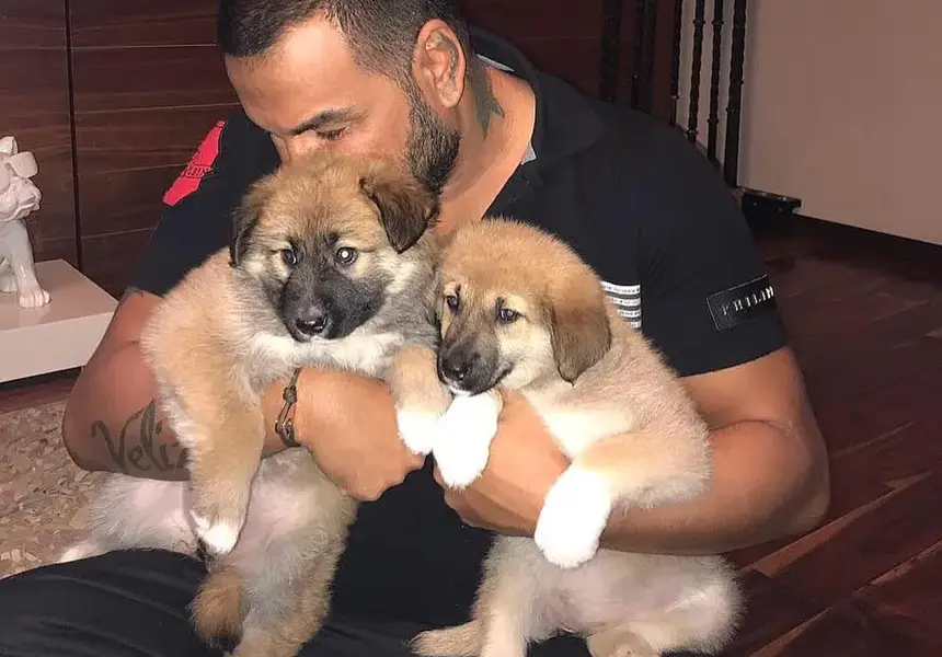 Азис превърна дома си в кучкарник